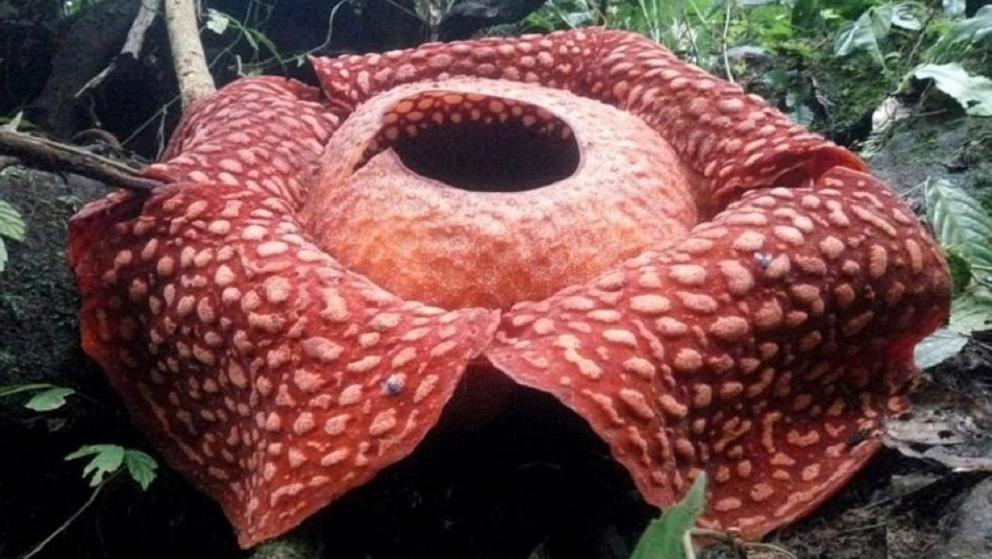  Rafflesia tuan-mudae.jpg