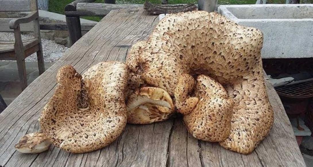 μανιτάρι
