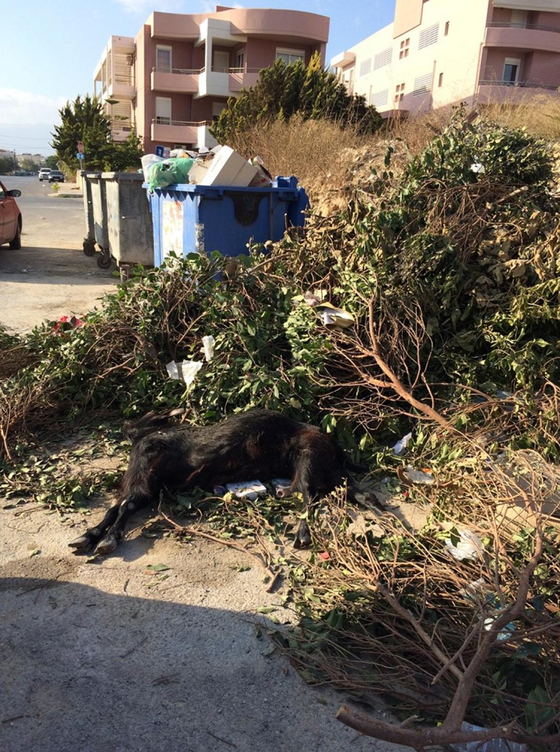 τράγος σκουπίδια