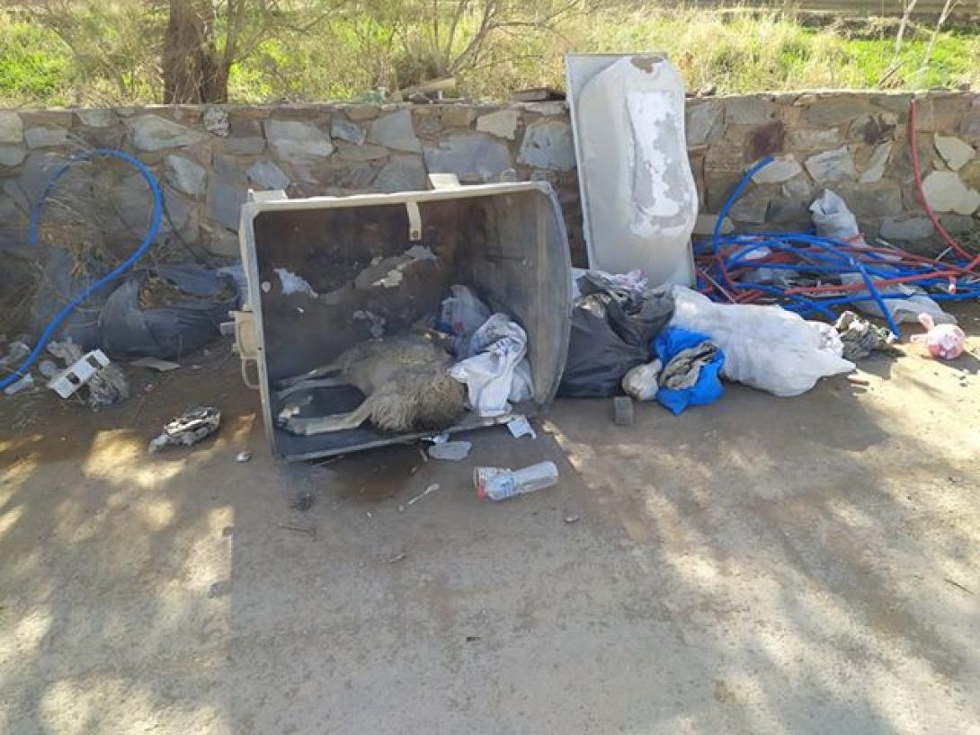 πρόβατο κάδος