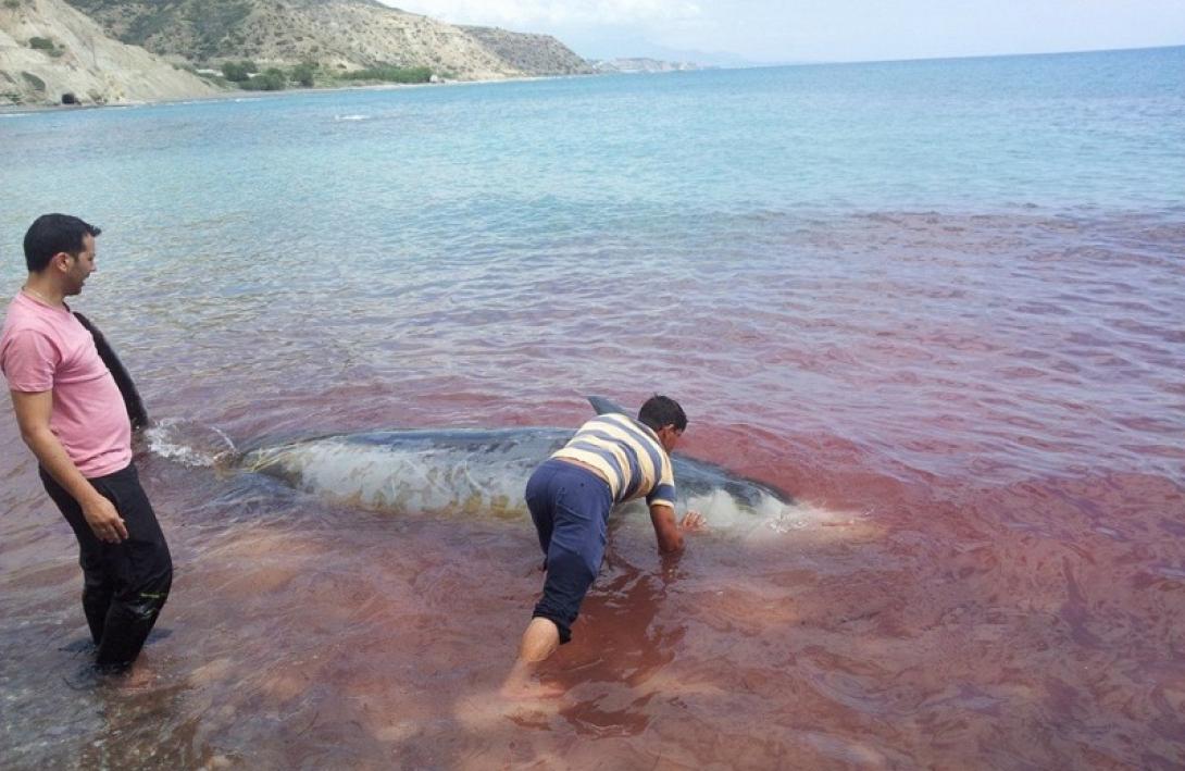 Tα σόναρ των πολεμικών πλοίων .. σκοτώνουν τις φάλαινες στα Κρητικά παράλια