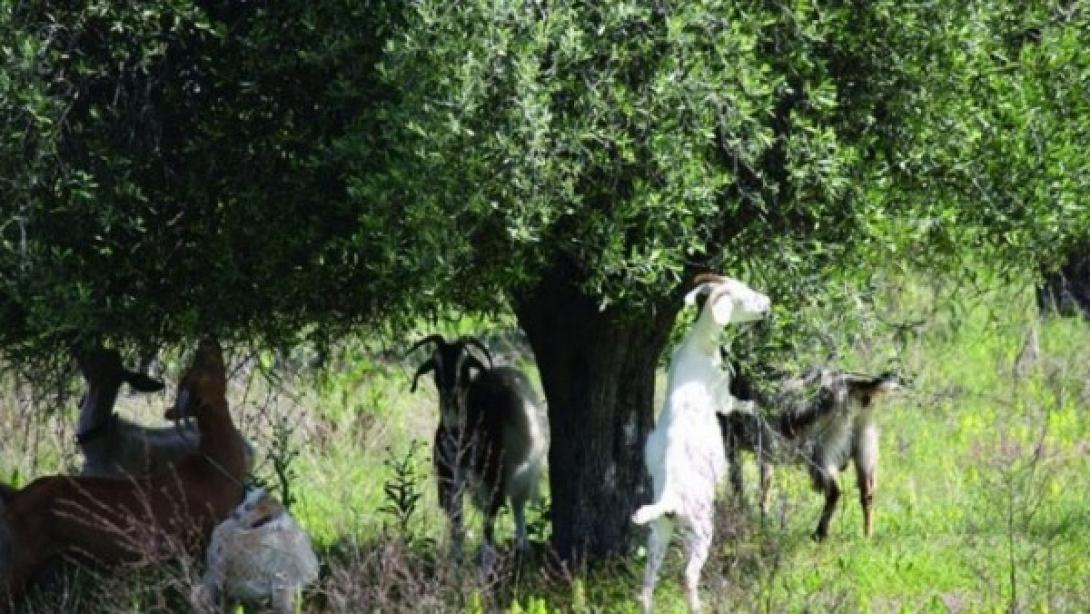 παράνομη βόσκηση