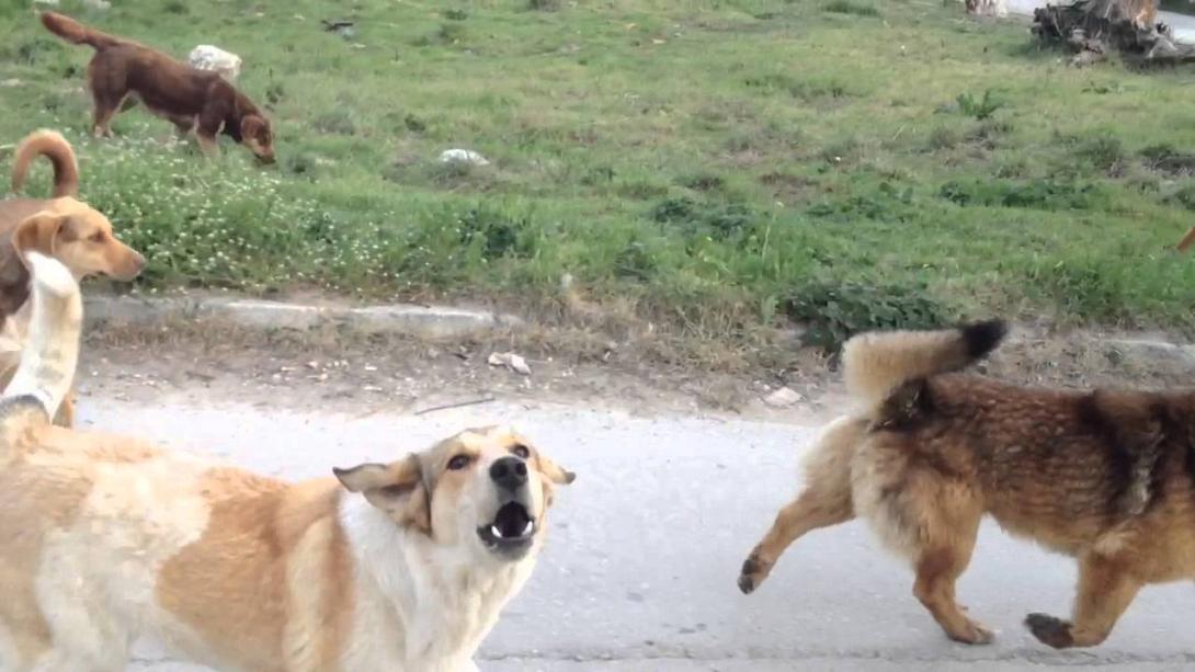 αδέσποτα