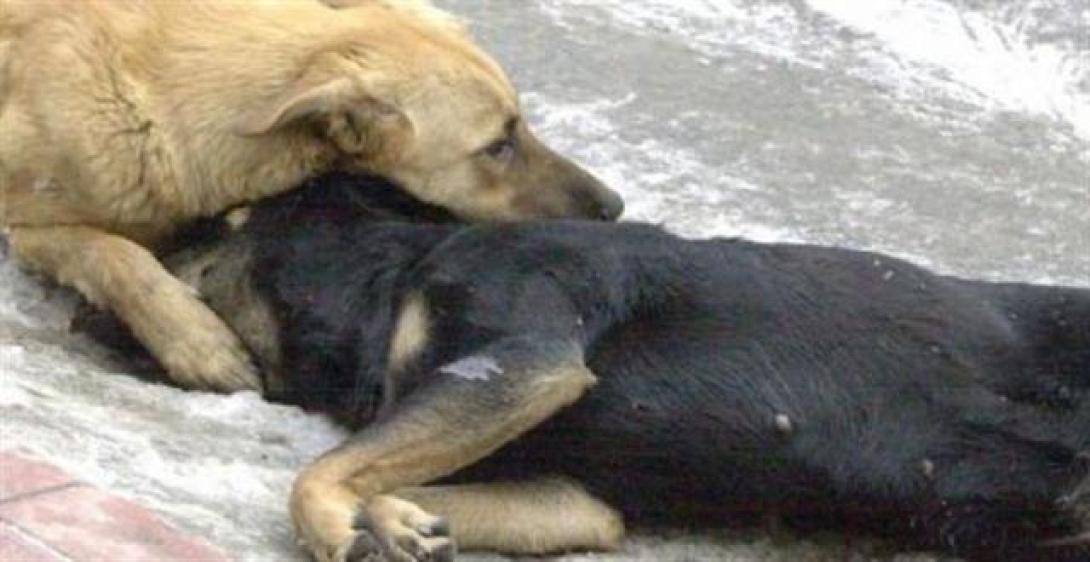 Παγκόσμια Ημέρα Αδέσποτων Ζώων στο Δήμο Φαιστού