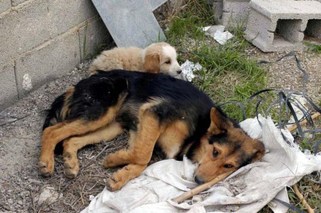 Η πολιτική του δήμου Ηρακλείου για τα αδέσποτα ζώα 