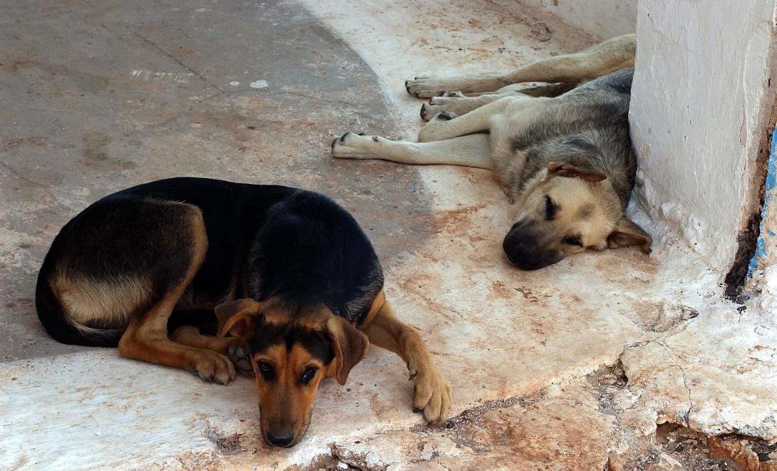Αδέσποτα