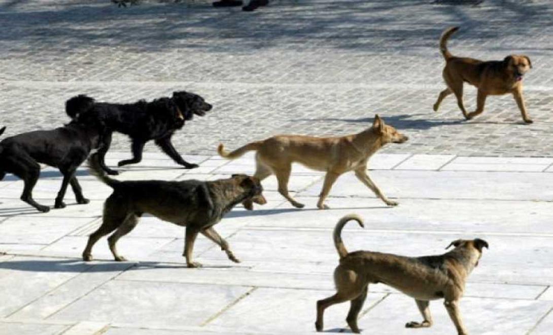 Αδέσποτα: Τί αλλάζει με το νέο νομοσχέδιο