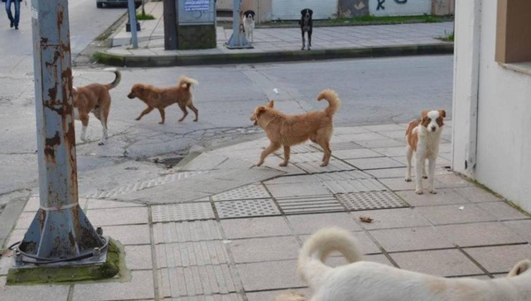 Αδέσποτα σκυλιά επιτέθηκαν σε γυναίκα οδηγό στο Ηράκλειο