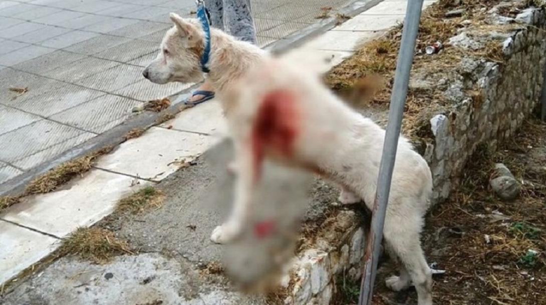 Νίκαια κακοποίηση σκύλου