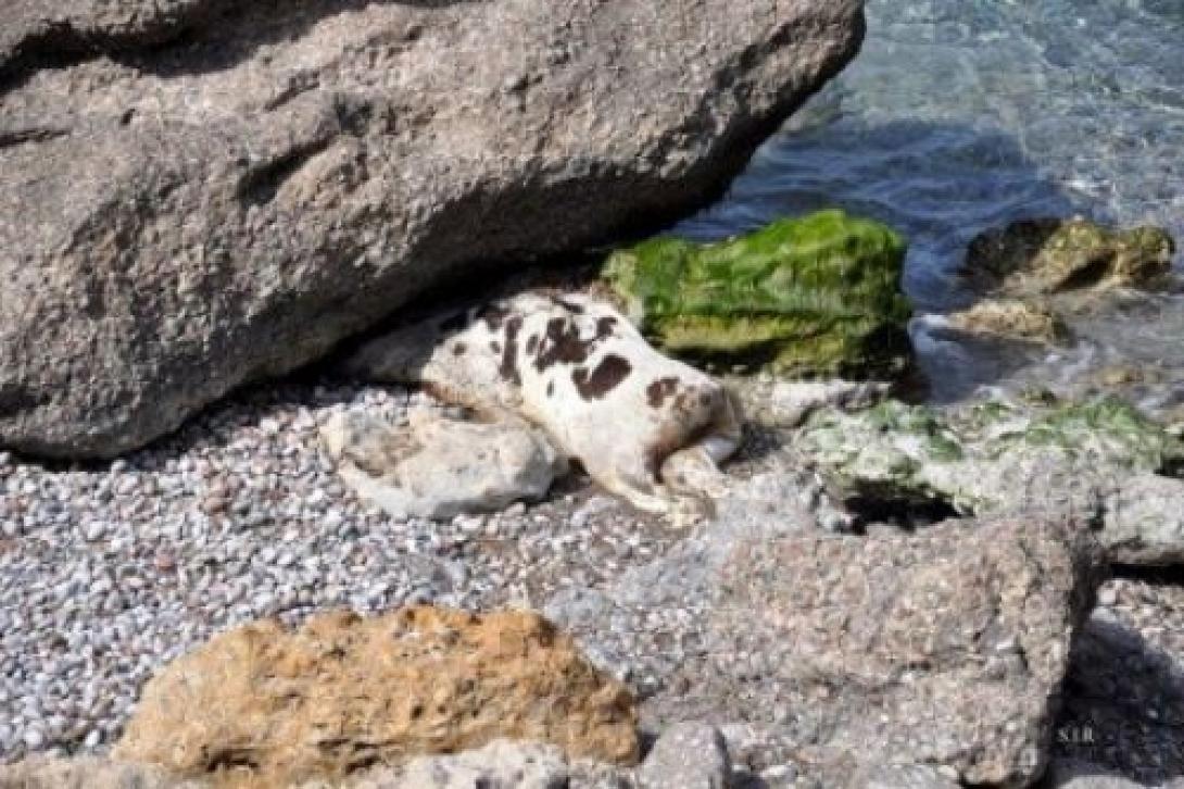 Και ξαφνικά η θάλασσα στην Ιεράπετρα ... ξέβρασε μια αγελάδα!