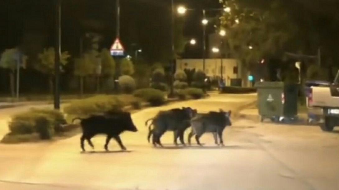 agriogourouno_trikala.jpg