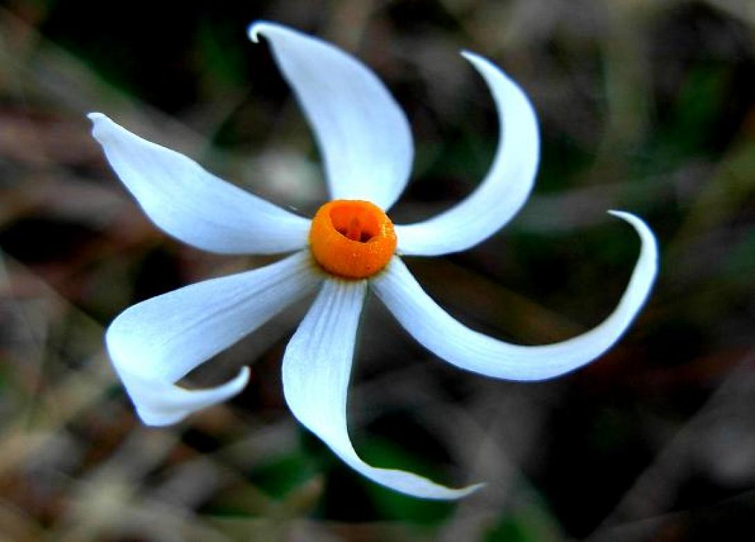 Αυτά είναι τα 24 τα πιο όμορφα αγριολούλουδα της Κρήτης