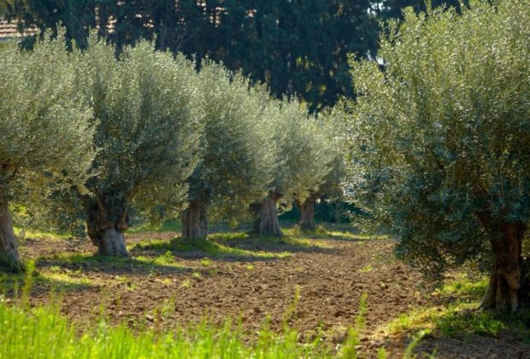 agrodiatrofi-620x420.jpg
