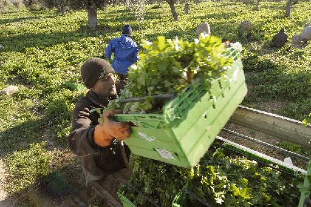 Αποζημιώσεις 11 εκατ. ευρώ σε 7.273 αγρότες από τον ΕΛΓΑ