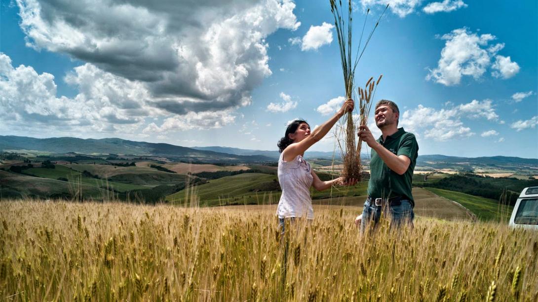 agrotes-neoi.jpg