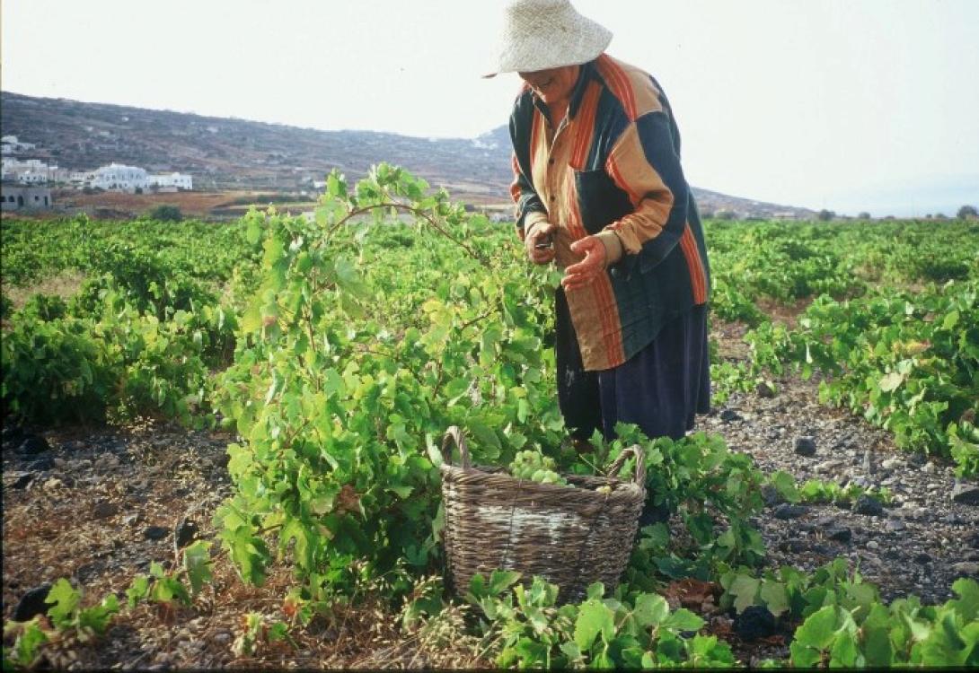 Ως το τέλος Δεκεμβρίου η εξόφληση της ενιαίας ενίσχυσης, δηλώνει ο Υπουργός 