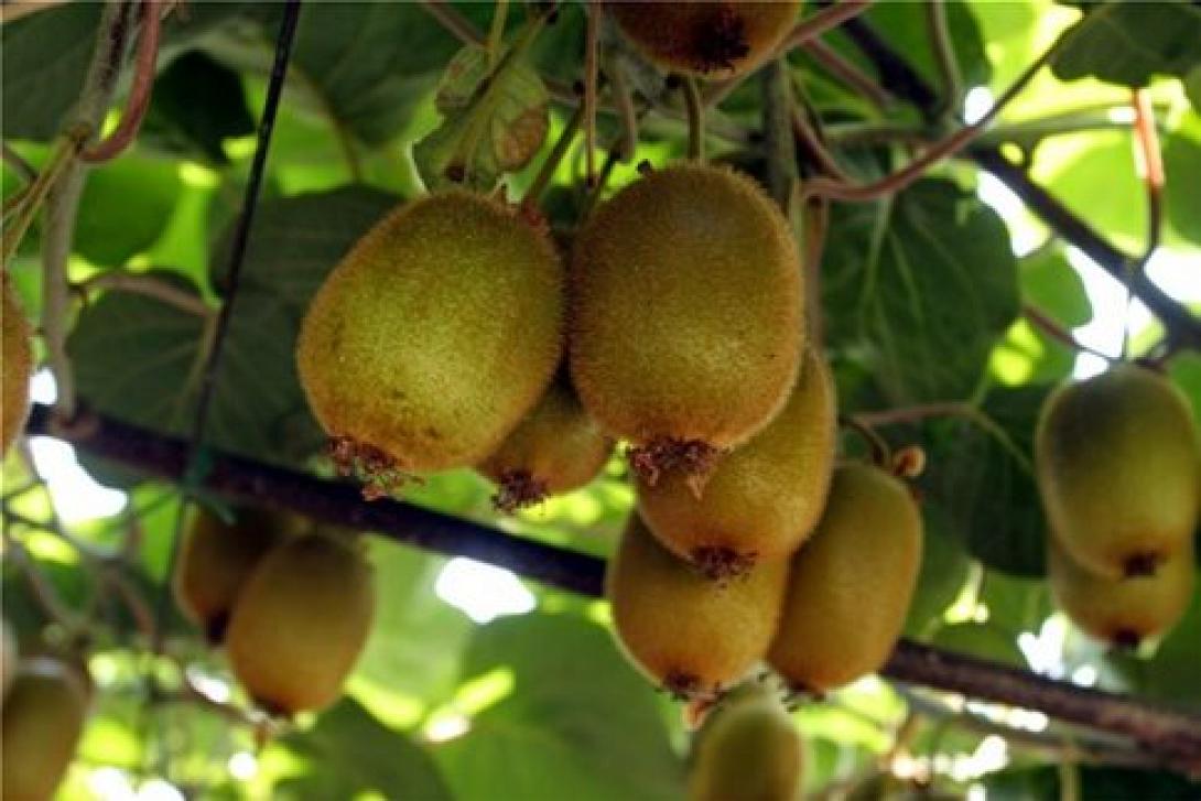 Τα ελληνικά ακτινίδια ταξιδεύουν ... στην Αραβία