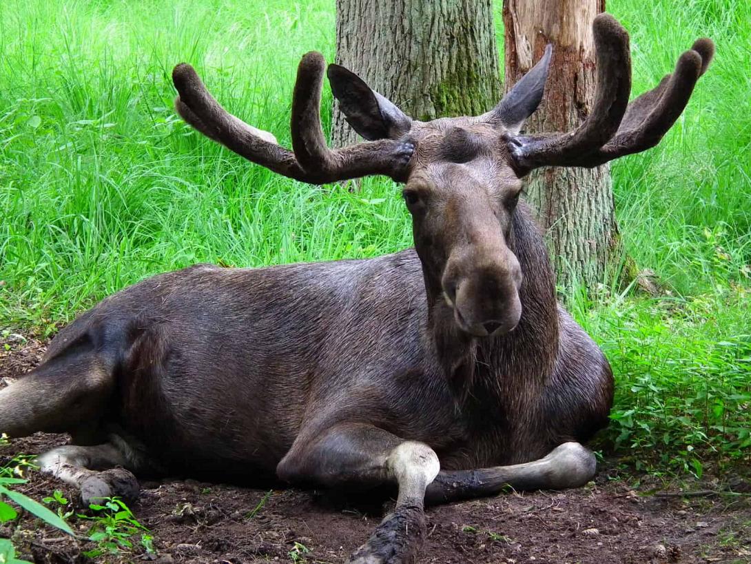 alces.jpg