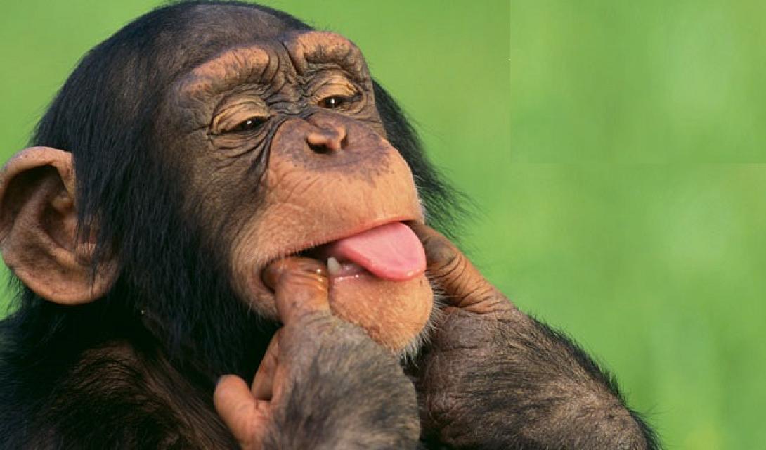 anekdoto_maimou_zoologikos_kipos.jpg