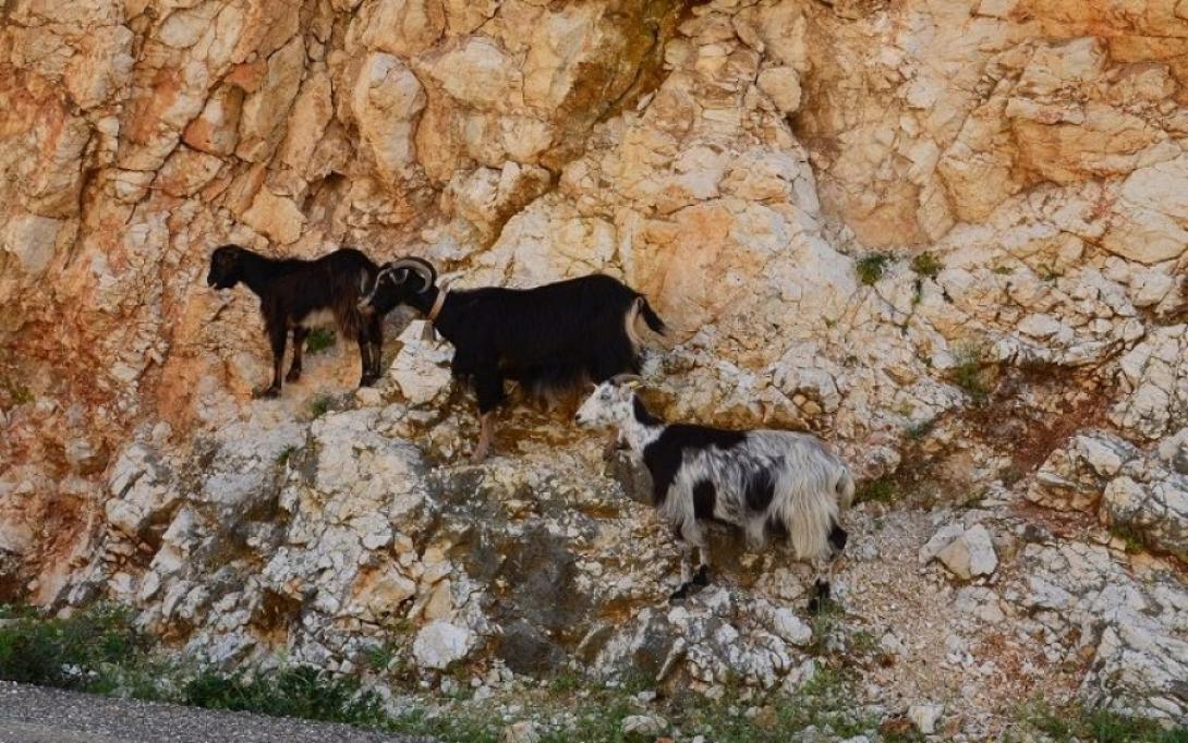 ανεπιτήρητα ζώα