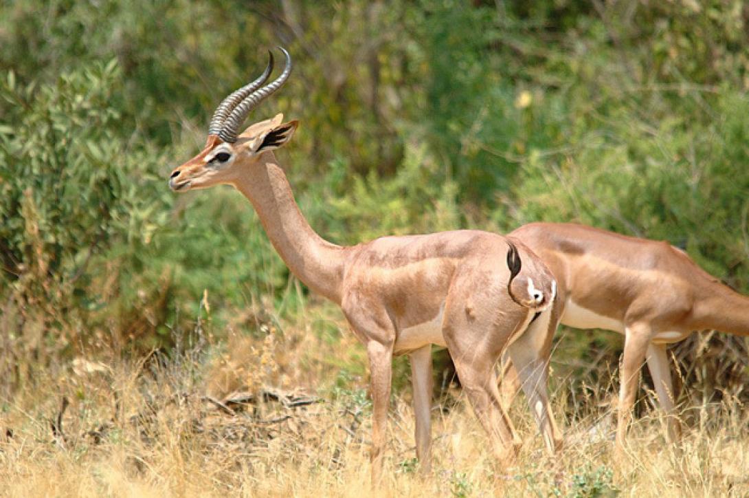 antelope_11.jpg