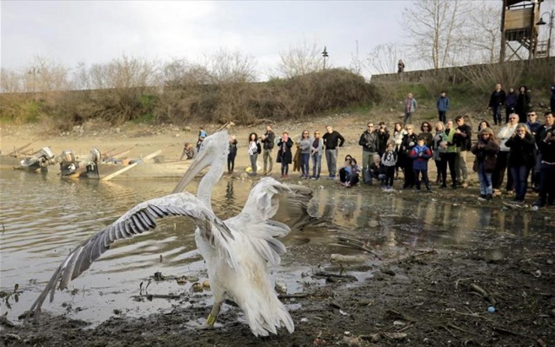 apeleutherosi-agrion-poulion-sti-limni-kerkini.jpg