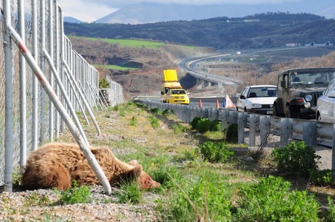 Μία ακόμη αρκούδα νεκρή στην Εγνατία Οδό