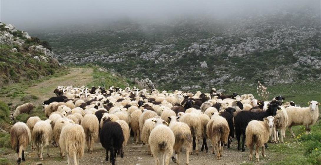  Πασχαλινή μάχη για το αρνί και στην Κρήτη λόγω μειωμένης παραγωγής 