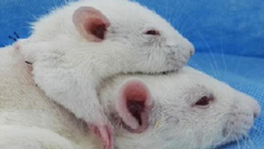 δικέφαλος αρουραίος