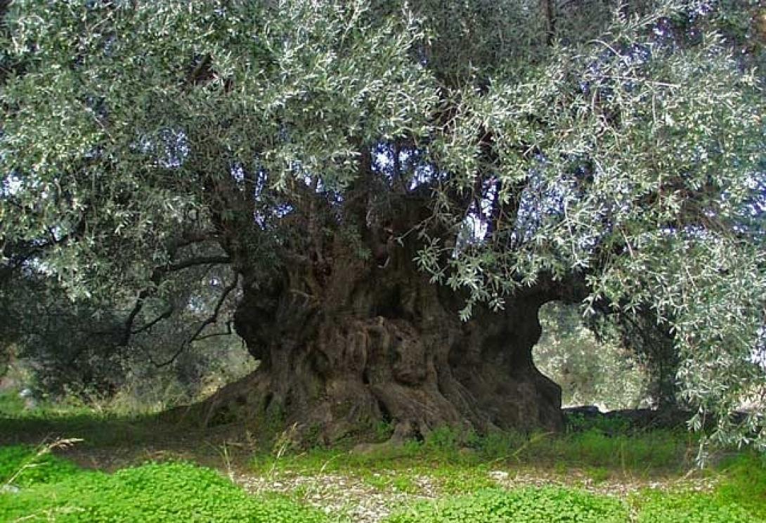 Με προγραμματική σύμβαση πλέον η προστασία των πανάρχαιων ελαιοδέντρων της Κρήτης