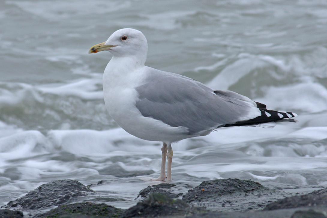 ασημόγλαρος