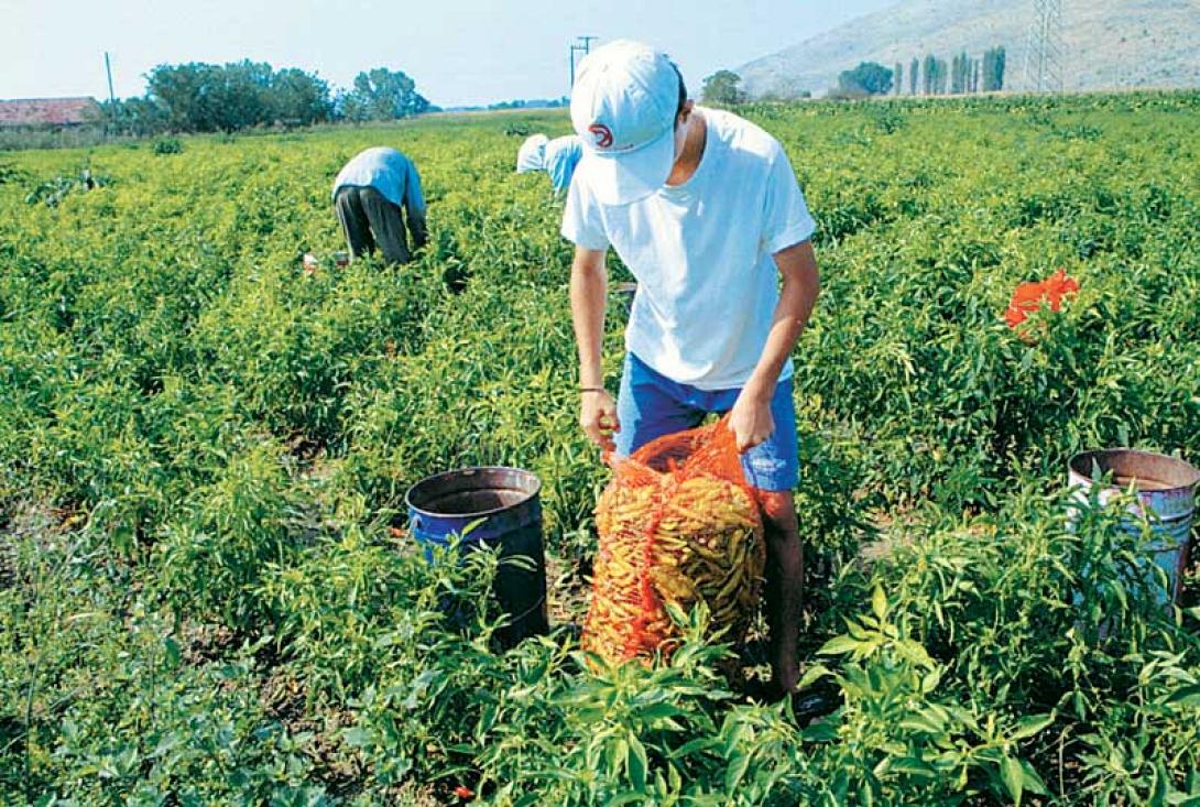 Ομαλοποιείται η αγορά λόγω ρωσικού εμπάργκο - Προσπάθειες για εξαγωγές σε Κίνα και Ινδία