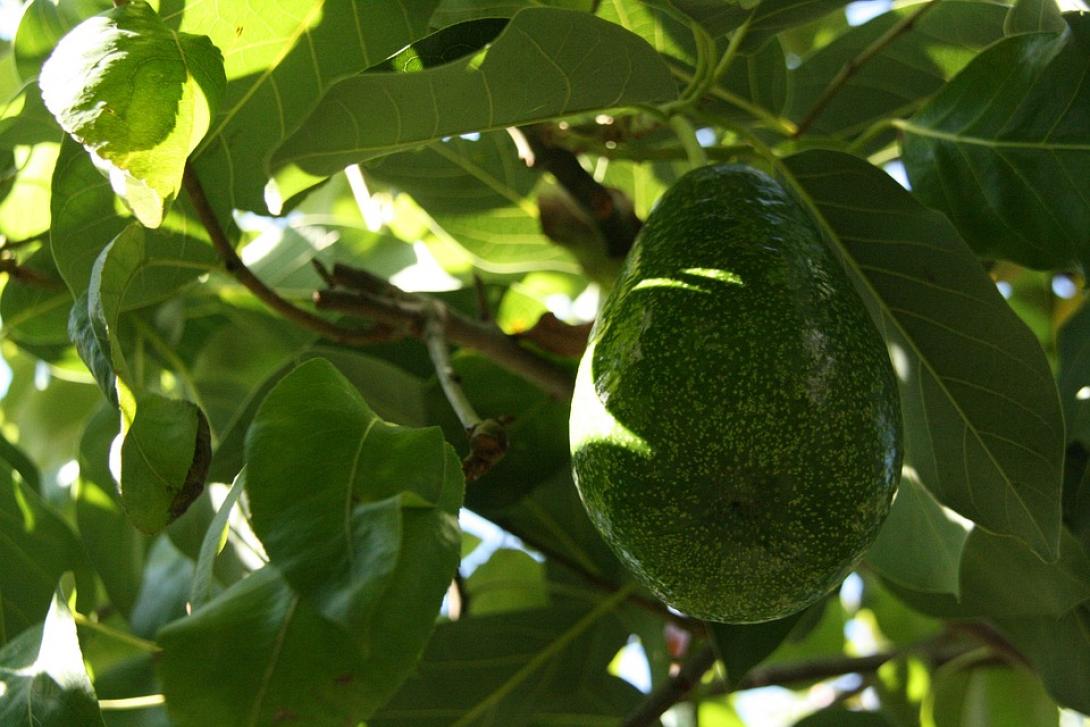 avocado1-1.jpg