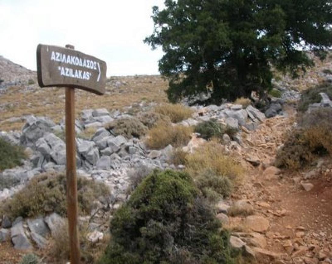 Αζιλακόδασος