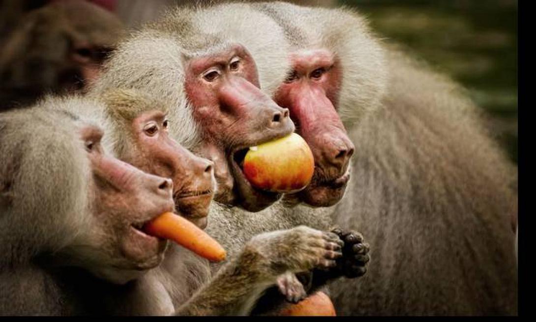 μπαμπουίνοι