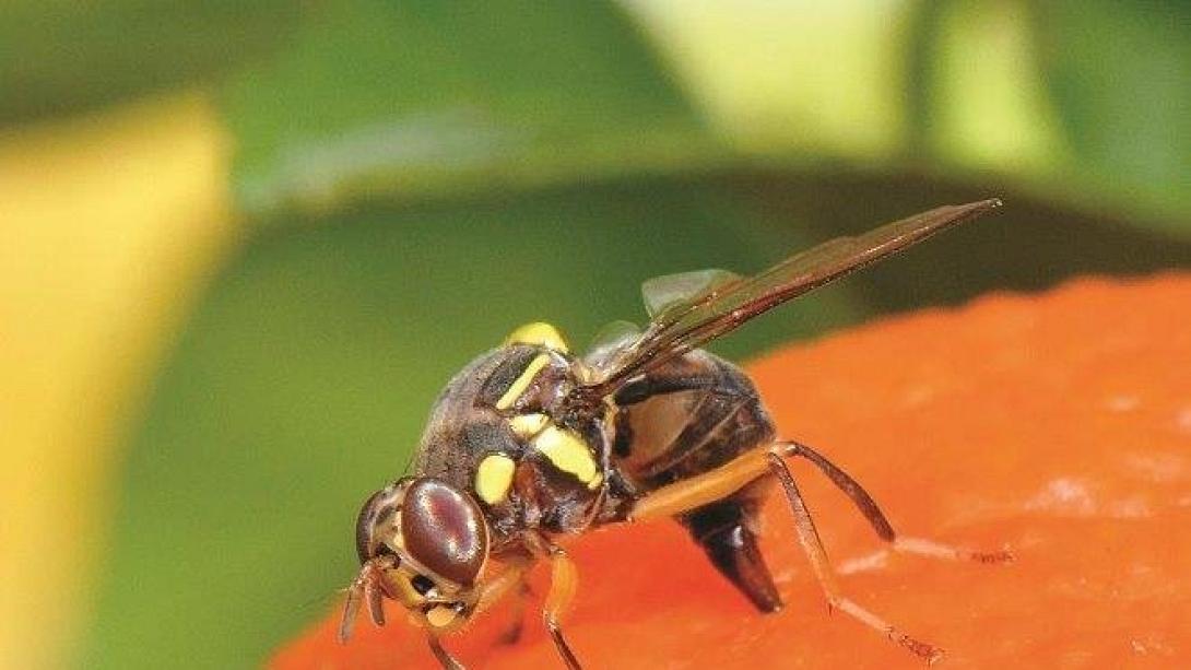 bactrocera-dorsalis.jpg