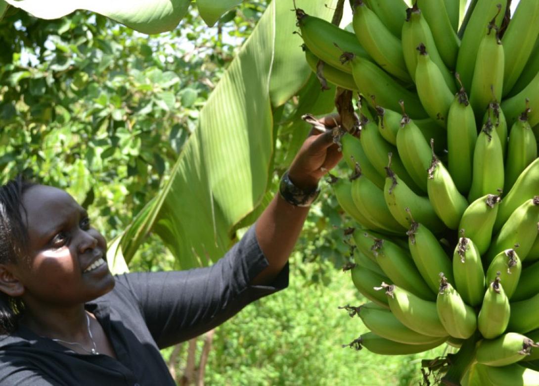 bananas-1.jpg