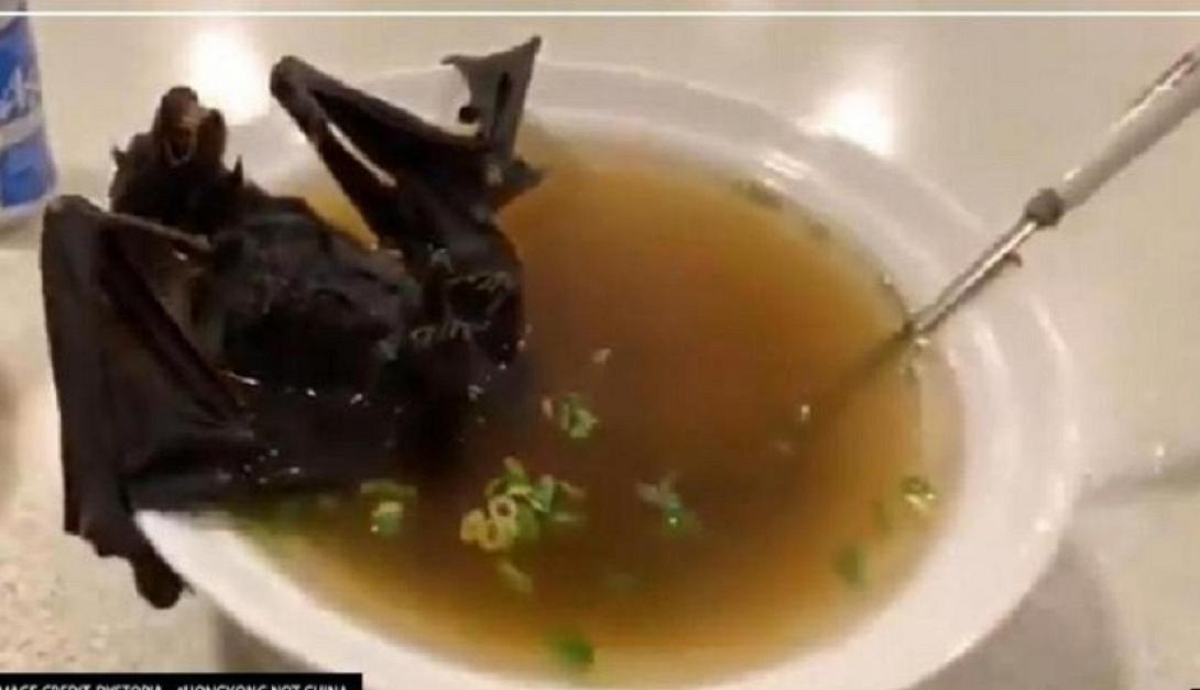  κρέας νυχτερίδας-φαγητό πανίκι