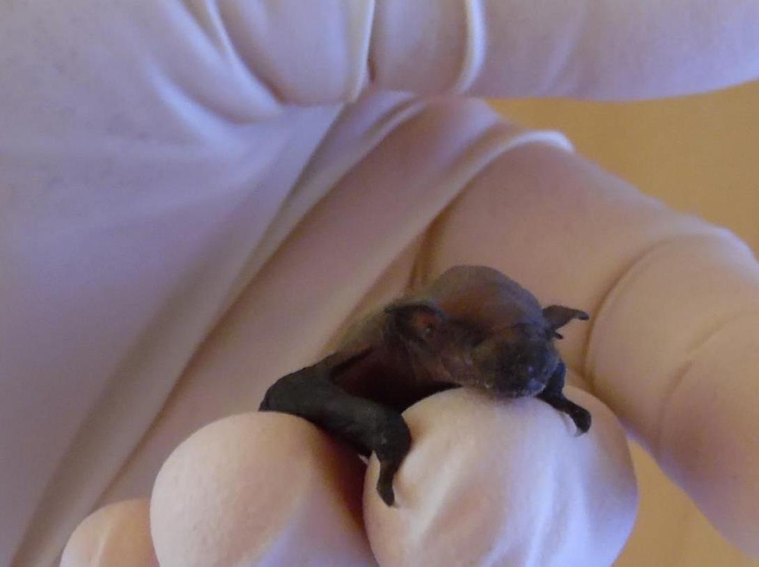 Ρόδος: Βρήκε μικρή νυχτερίδα και προσπαθεί να τη μεγαλώσει (φωτογραφίες)