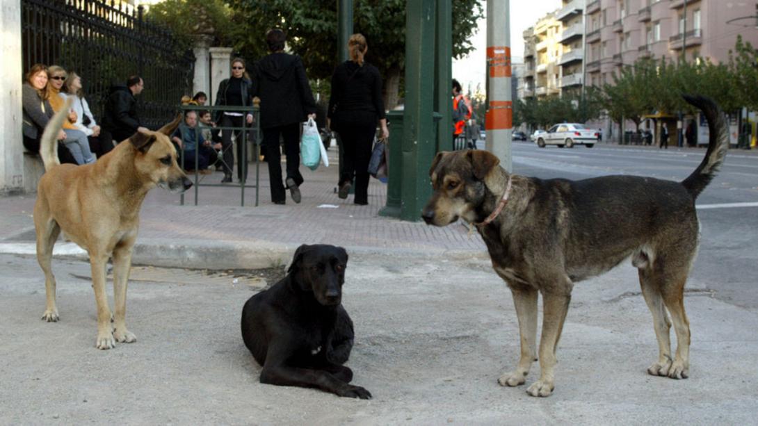 bbc-ena-ekatommurio-adespota-skulia-stin-ellada_2.w_hr.jpg
