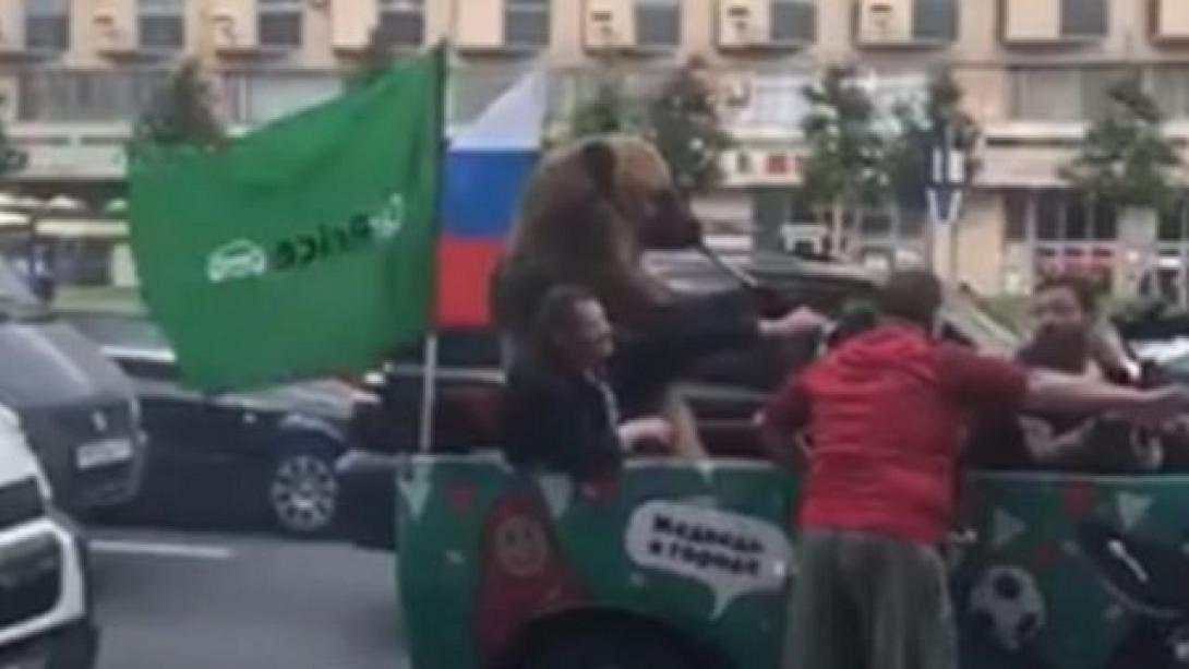 bear.jpg