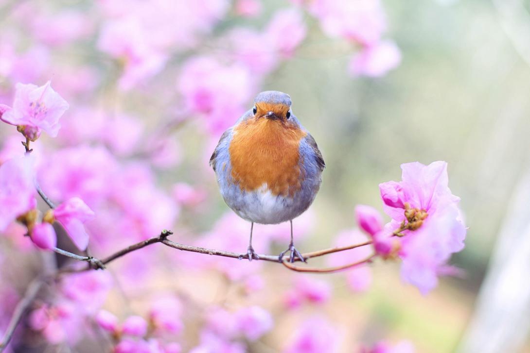 beautiful-bird-bloom-414181.jpg