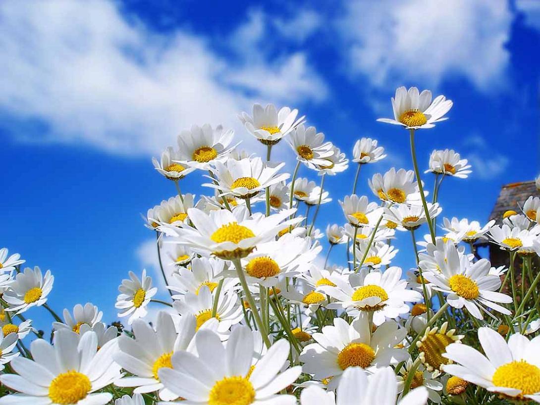 beautiful_flower_scenery_wallpapers_3.jpg
