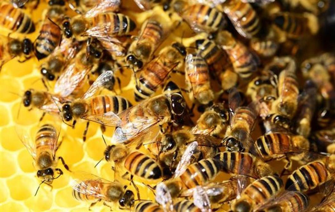 bees-600-x-380.jpg