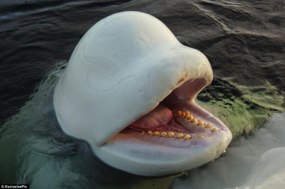 beluga.jpg