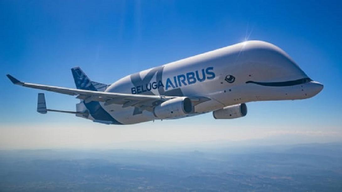 beluga