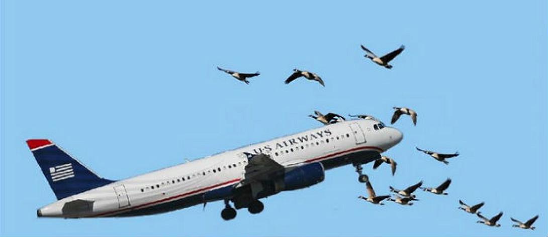 bird-plane