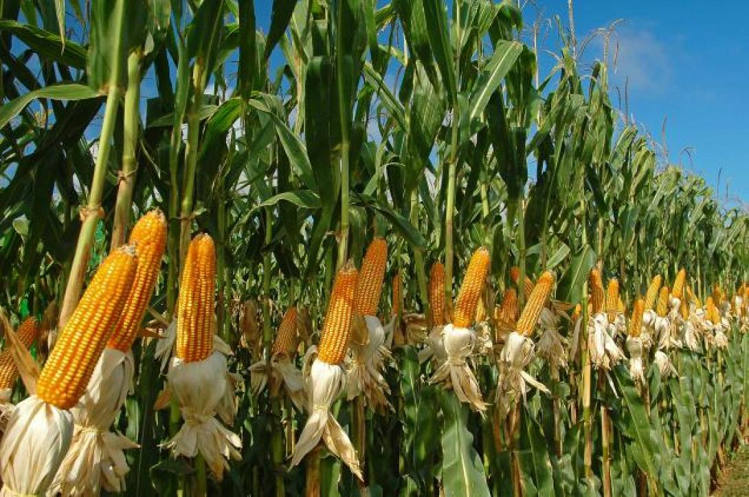 corn.jpg