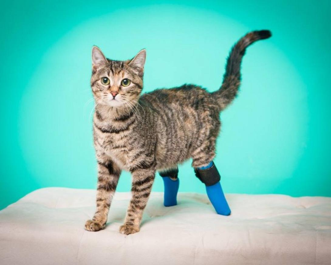 Κατεβαίνοντας τις σκάλες στα... δυο πόδια! (βίντεο) 