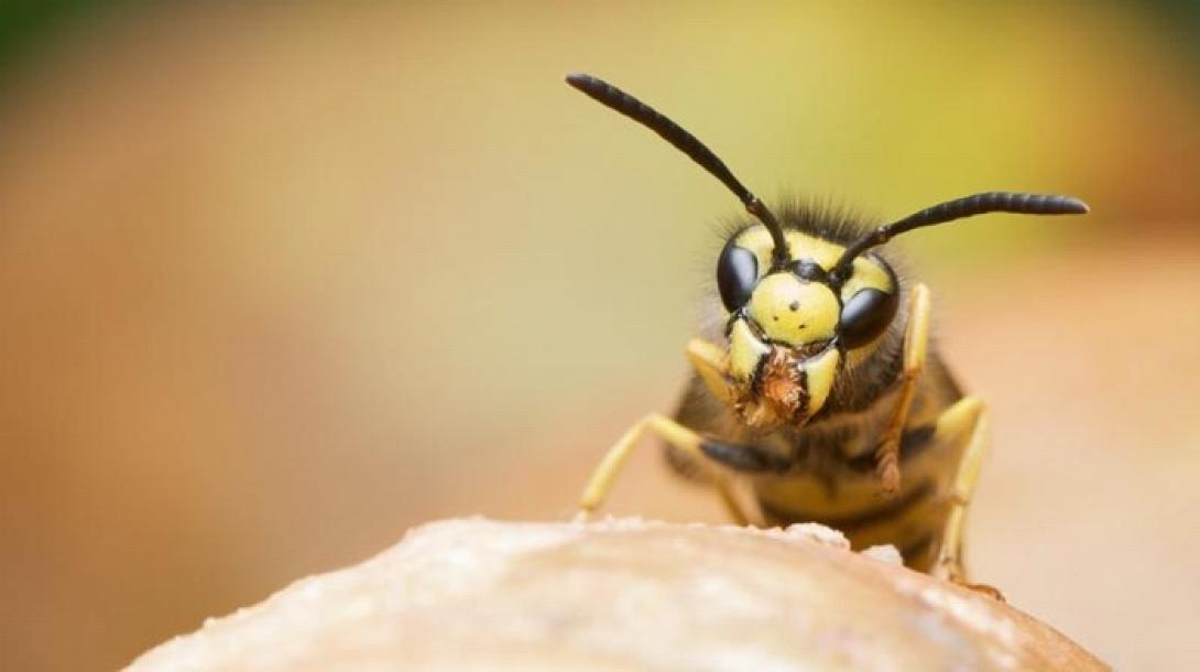 brad-pitt-wasp.jpg